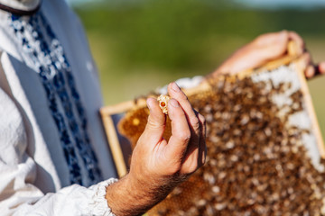 hands of man shows a wooden frame with honeycombs on the background of green grass in the garden