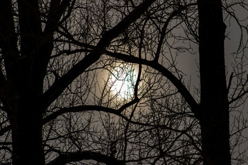 Tree and moon at twilight.
