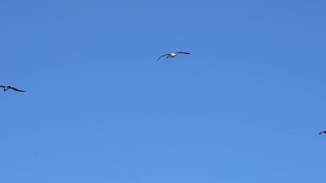 albatrosses soaring in the blue clear sky, sea gulls soar above the ocean in the blue clear sky