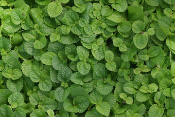 Obraz premium Small leaf background