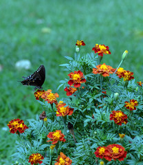 A tiger swallowtail is hard at work gathering pollen from the marigold plant in Missouri. Bokeh effect.