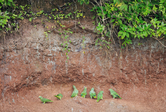 Green parrots in the rainforest
