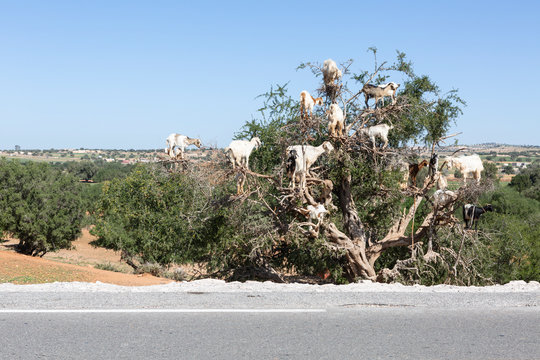 Kletterziege Bilder Durchsuchen 674 Archivfotos, und