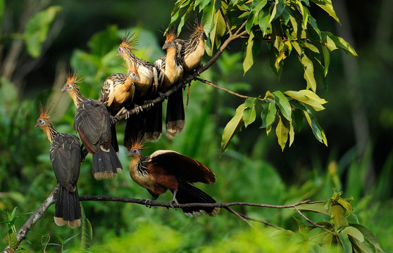 Hoatzin birds on a tree branch