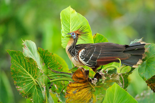 Hoatzin bird and green leaves