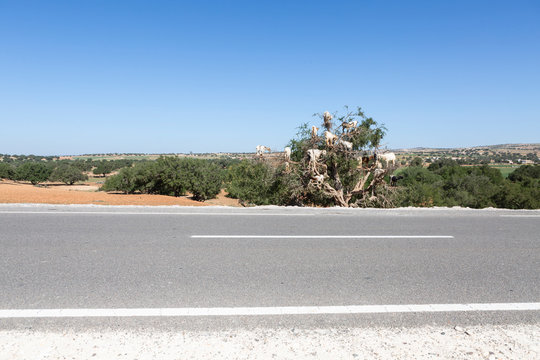 Ziegen auf einem Arganbaum am Stra&szlig;enrand in Marokko