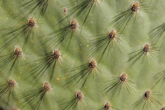 Cactus detail