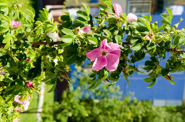 Rosehip rose hip flowers growing on a blue house background, blooming, spring