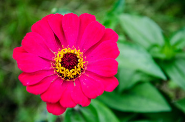 Bright pink garden flower, Asteraceae family, amid garden greenery