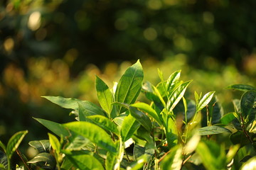 plants flowers in garden tropical sri lanka