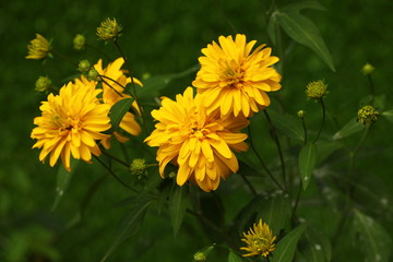 plants flowers in garden tropical sri lanka