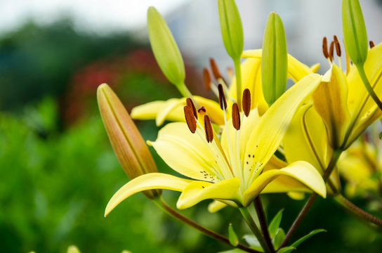 Beautiful lily flower on a green leaf background. Longiflorum lily flowers in the garden. Lily with yellow buds. Image of a yellow flowering plant