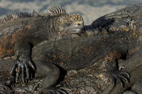 Two Marine Iguanas