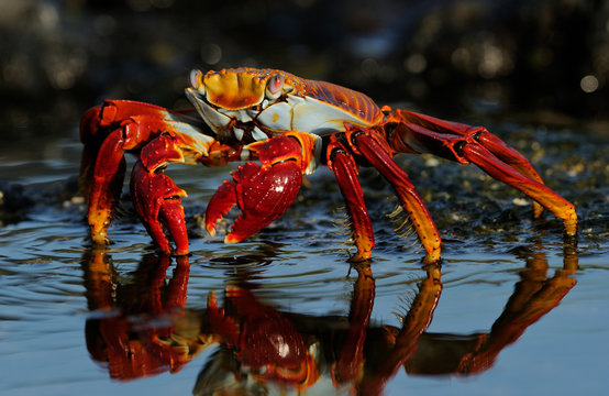 Sally Lightfoot crab in water
