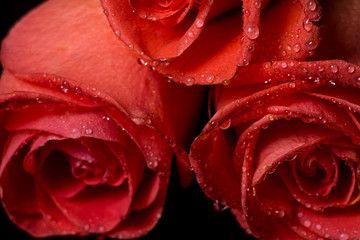 Three beautiful orange roses close-up.