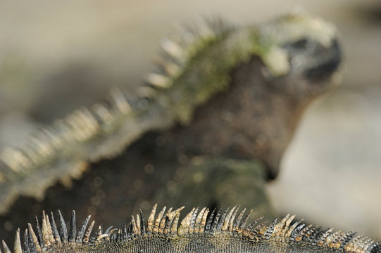Marine Iguana tail with spines