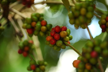 plants flowers in garden tropical sri lanka