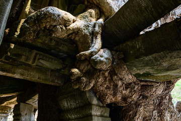 Une racine de ficus maintient les pierre d'un mur du temple Preah Khan dans le domaine des temples de Angkor, au Cambodge