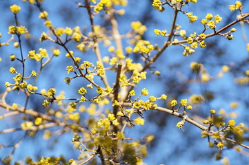 Kornelkirsche im Frühling