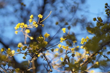 Kornelkirsche Anfang März