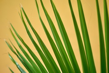 Yellow and green tropical leaf background 