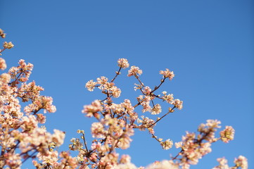 Kornelkirche in der Blüte