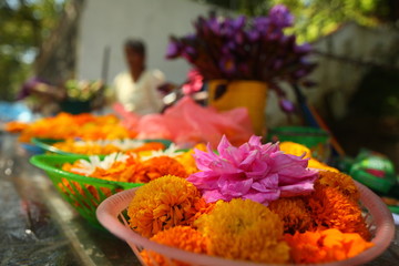plants flowers in garden tropical sri lanka