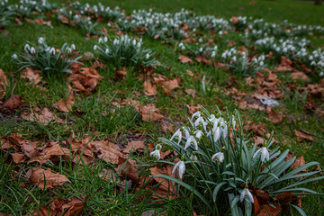 Snowdrops, the first spring wildflowers in Malmo Park. In February
