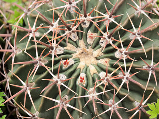 Fototapeta premium Macro photograph of a cactus