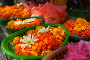 plants flowers in garden tropical sri lanka