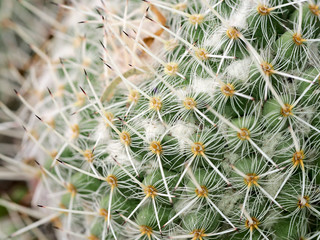 Macro photograph of a cactus