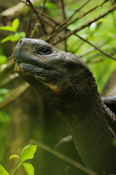 Gal&aacute;pagos giant tortoise portrait