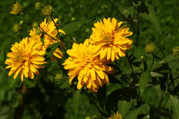 plants flowers in garden tropical sri lanka