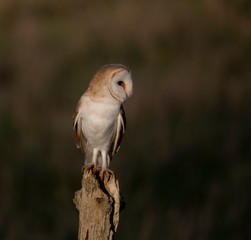 Wild barn owl in the UK
