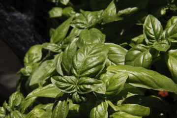 Basil