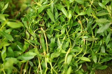 plants flowers in garden tropical sri lanka