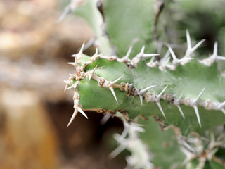 Macro photograph of a cactus