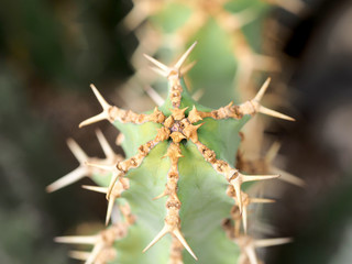 Macro photograph of a cactus