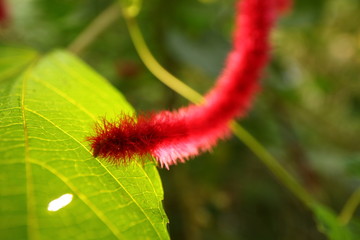 plants flowers in garden tropical sri lanka
