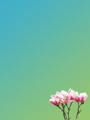 Postcard with blossoming flowers of Chinese magnolia tree at early Spring at green and blue gradient background and copy space for text, details, closeup