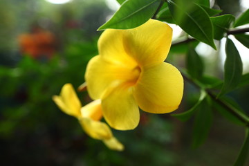 Obraz na płótnie Canvas plants flowers in garden tropical sri lanka