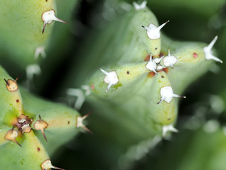 Macro photograph of a cactus