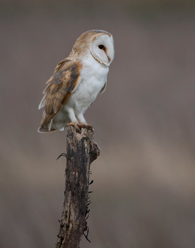 Wild Barn Owl In The UK