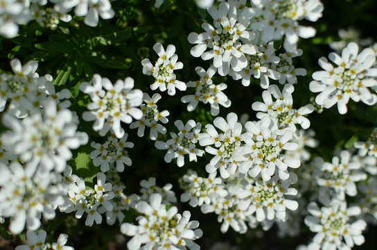 Iberis saxatilis, amara or bitter candytuft many white flowers
