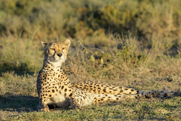 Cheetah (Acinonyx jubatus) lying down on savanna and looking up, Ngorongoro conservation area, Tanzania.