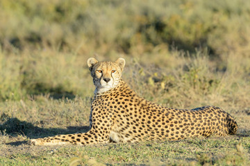 Cheetah (Acinonyx jubatus) lying down on savanna and looking at camera, Ngorongoro conservation area, Tanzania.