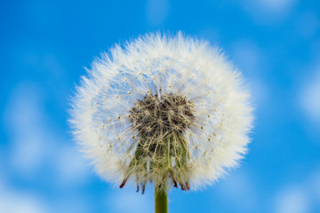 Close-up of dandelion seed head on blue sky background, selective focus.