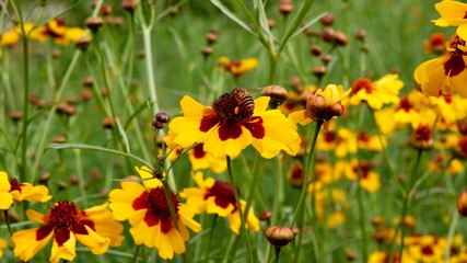 yellow flowers in garden