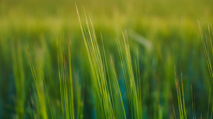 Abstract background of green leaves, selective focus, banner size.
