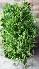 Selective focus. Juicy green pea sprouts in a pot. Microgreen.